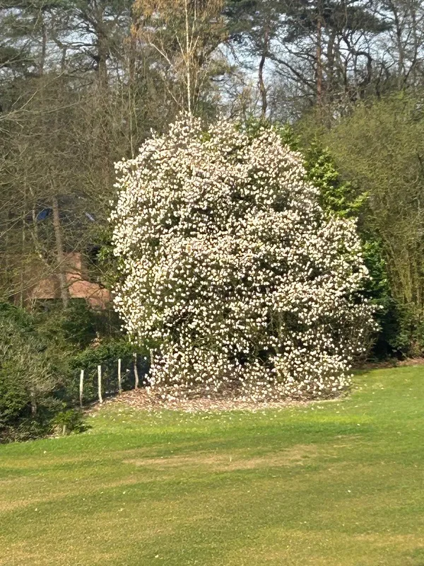 Bloeiende magnolia op het gazon